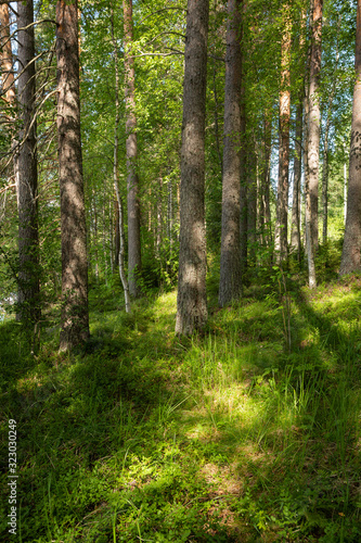 View of forest at summer day in Finland