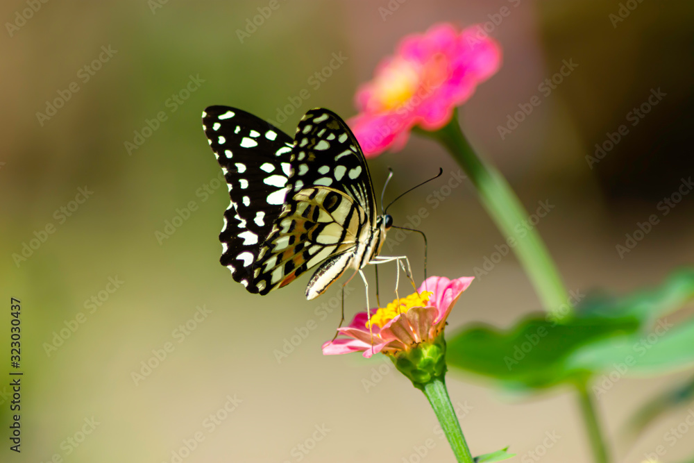 Obraz premium Wild flowers of clover and butterfly in a meadow in nature in the rays of sunlight in summer in the spring close-up of a macro. A picturesque colorful artistic image with a soft focus