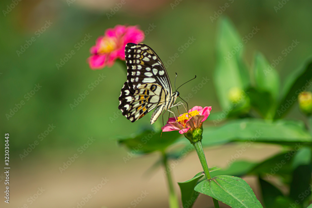Wild flowers of clover and butterfly in a meadow in nature in the rays of sunlight in summer in the spring close-up of a macro. A picturesque colorful artistic image with a soft focus Wild flowers of clover and butterfly in a meadow in nature in the rays of sunlight in summer in the spring close-up of a macro. A picturesque colorful artistic image with a soft focus