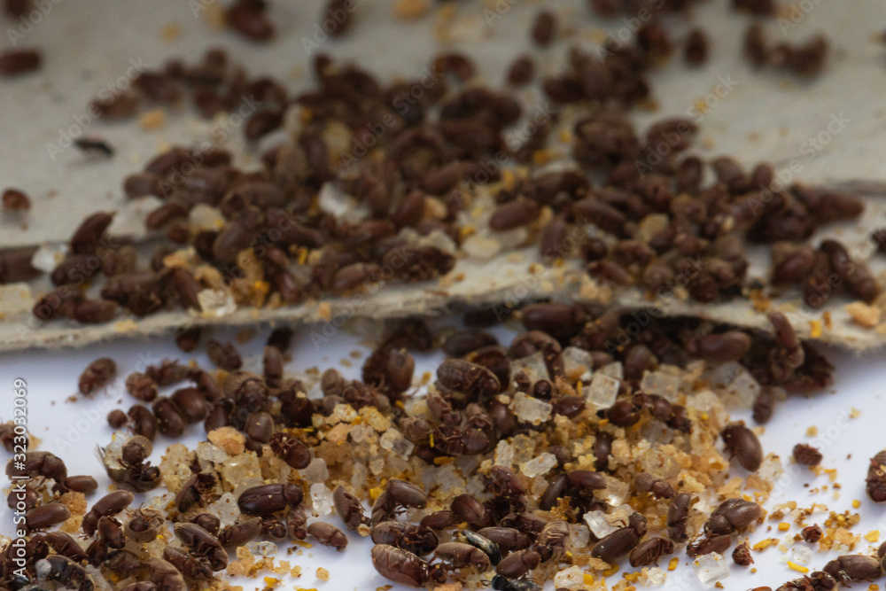 insects as food of the future: the concept of sustainable nutrition insects as food of the future: the concept of sustainable nutrition