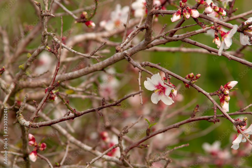 A picture of very beautiful cherry blossoms A picture of very beautiful cherry blossoms