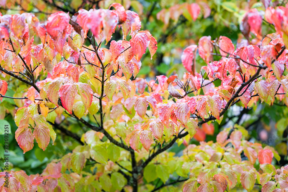 Fotografie Cornus kousa, Kousa Dogwood leave