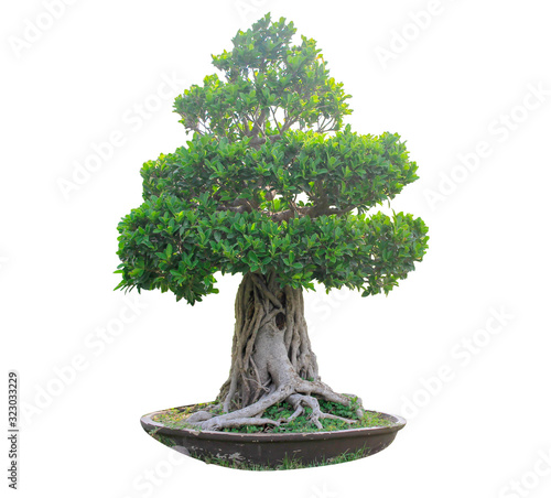 green bonsai tree isolated on white background