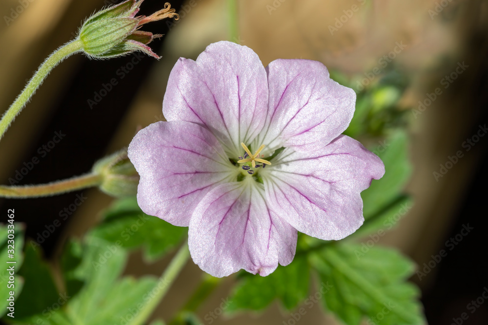 Ταπετσαρία Geranium 'Dreamland' a pale pink herbaceous perennial spring summer flower plant