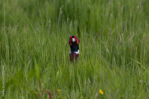 An inquisitive male pheasant hiding in the long grass of a meadow