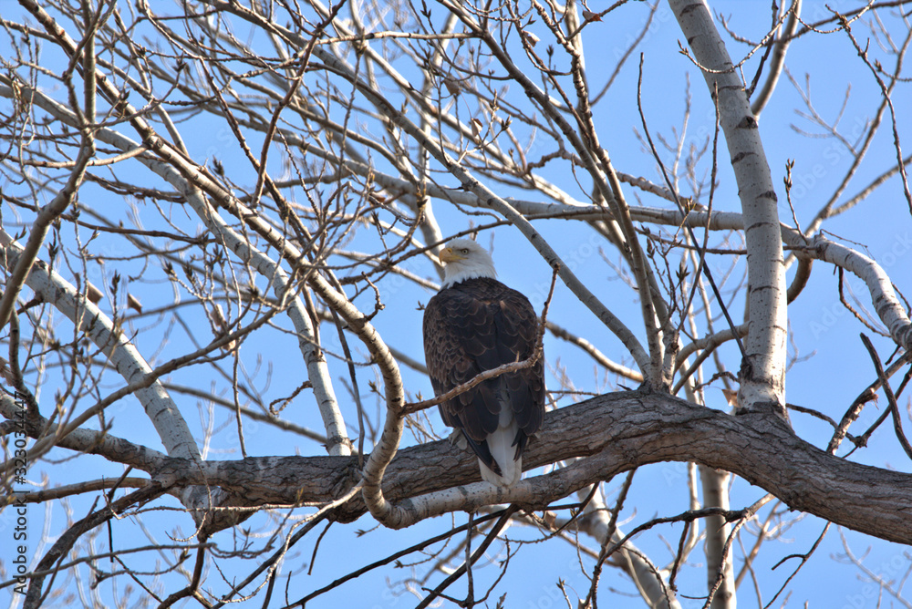 Adult Bald Eagle Adult Bald Eagle