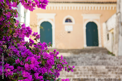 Pink blossom flowers with old house on the background. Sunny day and vacation concept. Corfu Greece ancient town. Decorated building  mediterranean climate flora and architecture