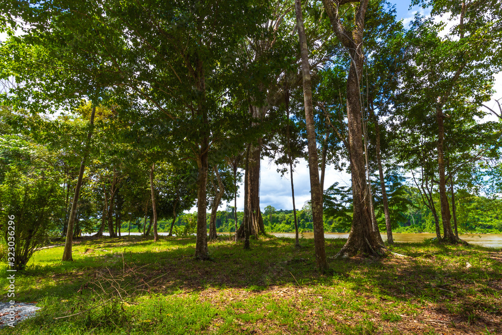 Summer In The Suriname Jungle, South America. Summer In The Suriname Jungle, South America.