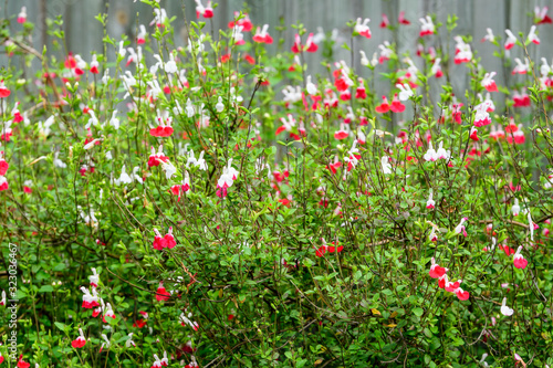 Large evergreen shrub of white and red Salvia microphylla Hot Lips flowers, commonly known as the baby sage, Graham's or blackcurrant sage, and green leaves in a garden in a sunny summer day
