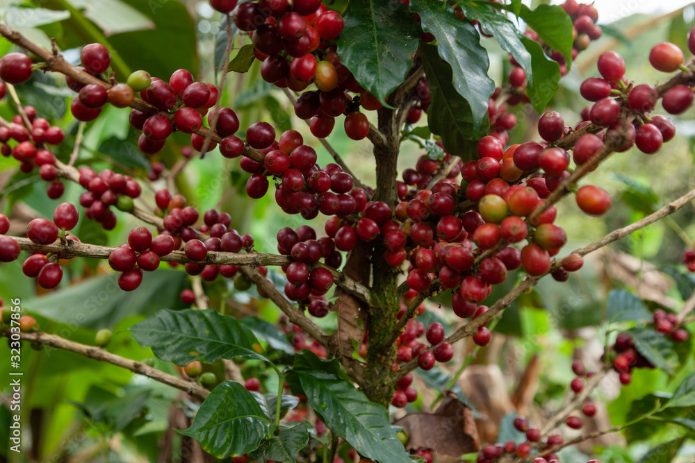 Coffee bean Coffee bean
