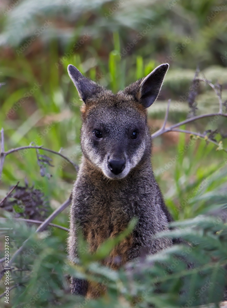 Close up of curious Australian wallaby looking out of a green bush Close up of curious Australian wallaby looking out of a green bush