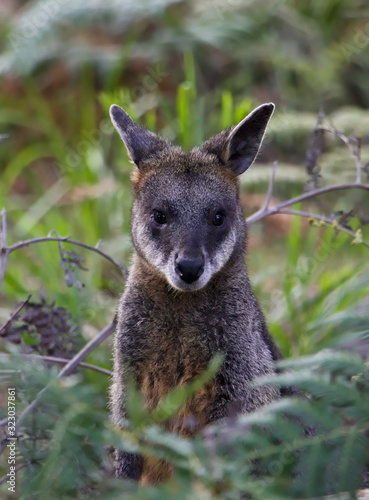 Close up of curious Australian wallaby looking out of a green bush