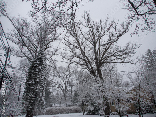 trees and power lines covered with snow in the front yard in winter