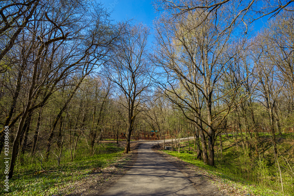 Spring road through deciduous forest in sunny day. Beautiful landscape. Spring road through deciduous forest in sunny day. Beautiful landscape.