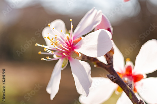 Blooming peech tree barch close-up in spingtime photo