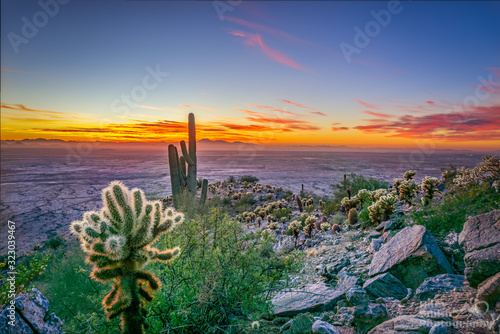 Golden Hour - Arizona Desert - Saguaro Cactus