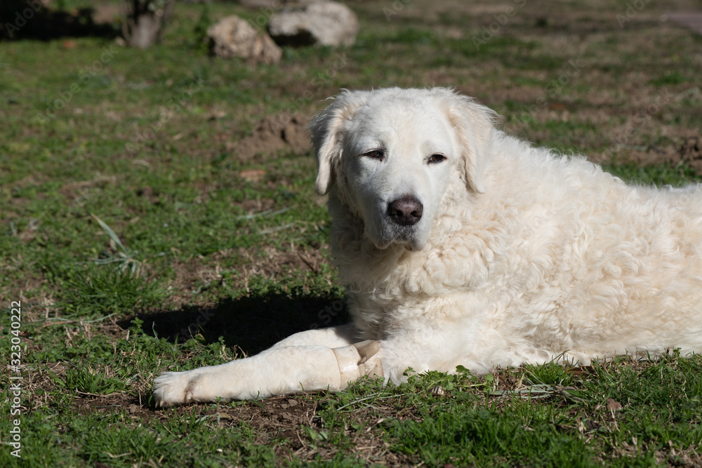 Large White Kuvasz Dog enjoying the sun in the garden Large White Kuvasz Dog enjoying the sun in the garden