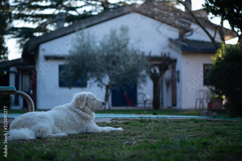 Large Kuvasz Dog on the lawn guarding the house