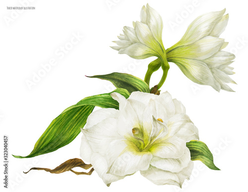 Fototapete Bridal corsage bouquet with white hippeastrum