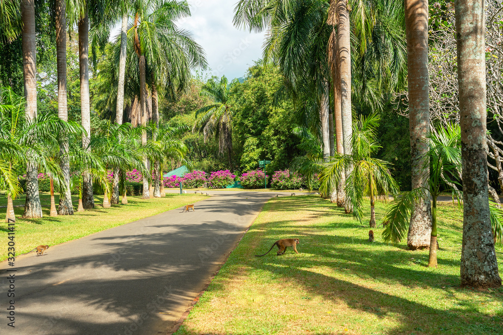 Sri Lanka, natural green landscape with tropical palm trees and monkeys. Royal Botanical Gardens, Peradeniya, Kandy.
