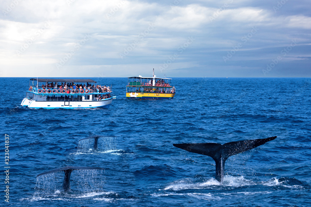 Tourist boats and whale tails ocean view, Sri Lanka, Mirissa, whales watching safari.