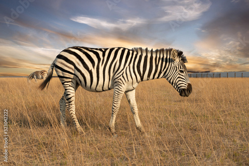 Zebra animal feeding on the grass steppe  autumn sunset landscape.