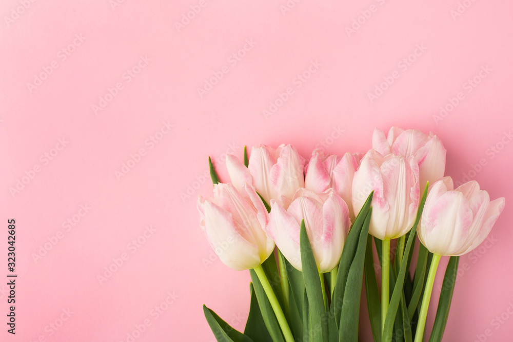 Spring flower pink tulips on the pink background with copyspace. Theme of love, mother's day, women's day