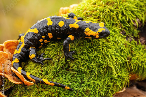 Obraz na płótnie Top view of a whole fire salamander, salamandra salamandra, on wet moss and fungus in forest. Wild species of vertebrate with yellow spots and stripes on a black body. w salonie