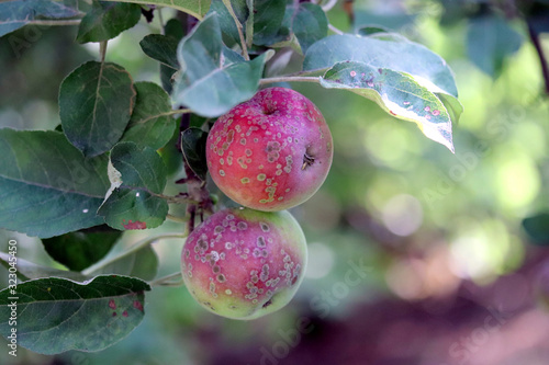 Apple scab , sooty blotch Venturia inaequalis . Apple diseases . Brown spots on apple fruit