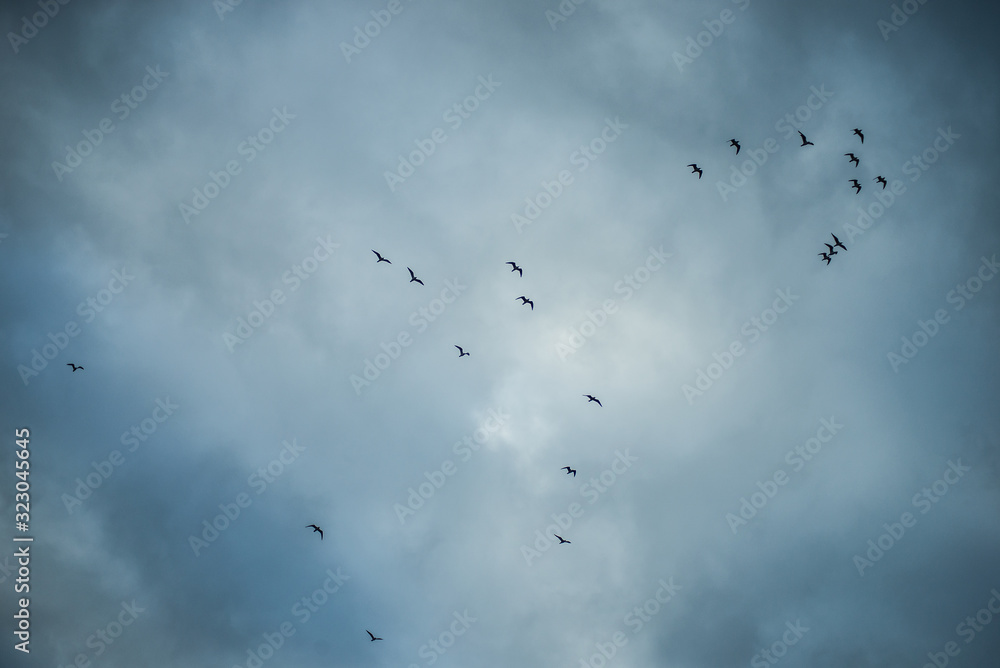 view of birds flying silhouettes on blue hour cloudy sky background view of birds flying silhouettes on blue hour cloudy sky background