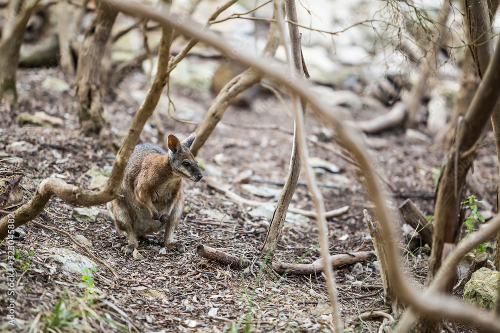 wildes Wallaby auf Kangaroo Island, Australien wildes Wallaby auf Kangaroo Island, Australien