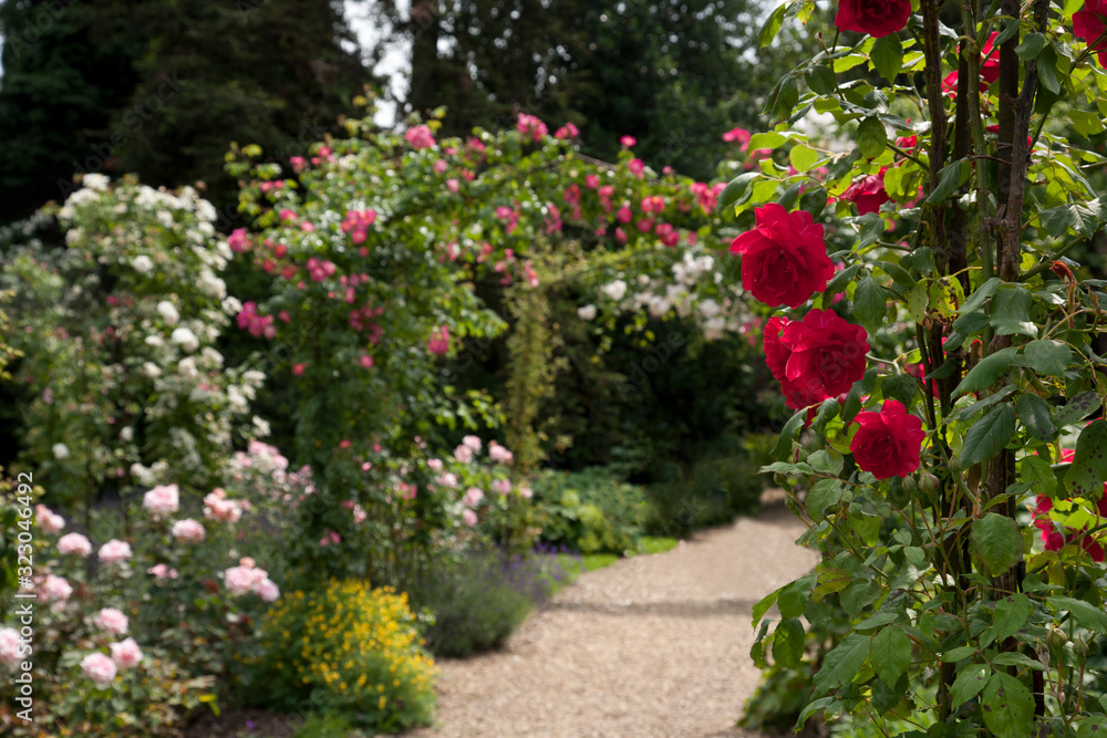 Walk through an English Rose Garden in summer