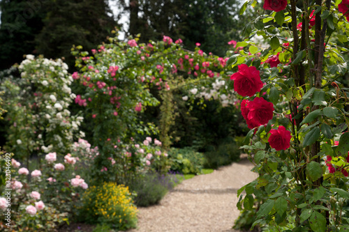 Fototapeta Naklejka Na Ścianę i Meble -  Walk through an English Rose Garden in summer