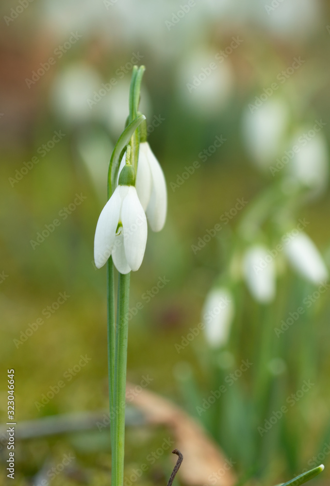 Obraz premium snowdrops the second position