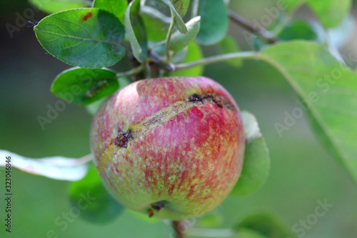 Apple fruit damaged by Hoplocampa testudinea, apple sawfly or european apple sawfly (klug ). Apple pests