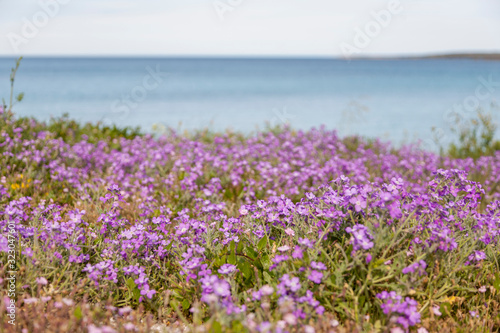 purple flowers blooming on beach with emerald waters