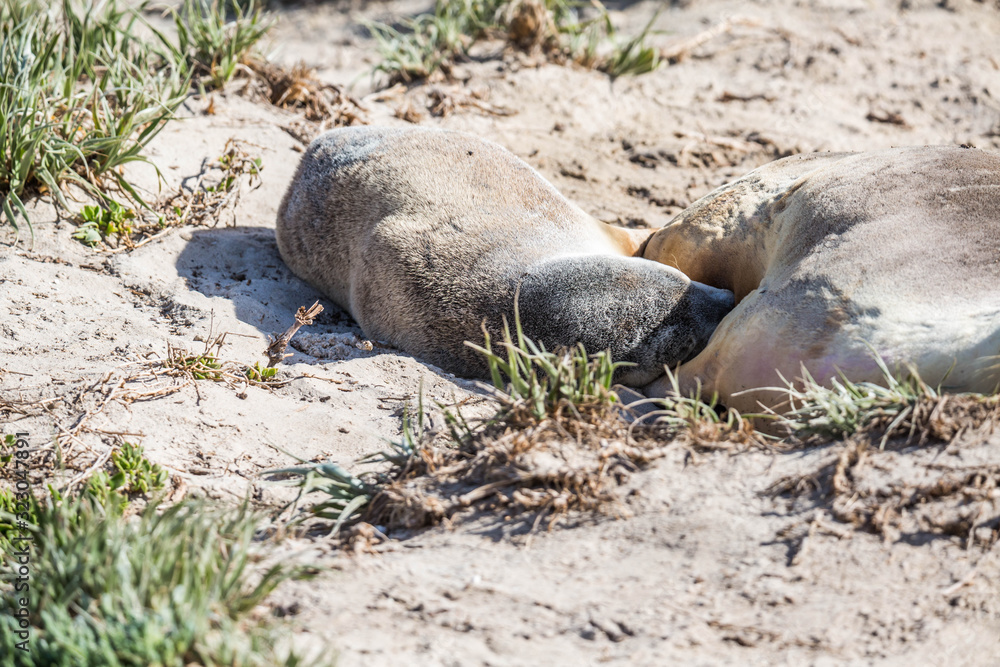 wilde Seelöwen auf Kangaroo Island, Australien wilde Seelöwen auf Kangaroo Island, Australien