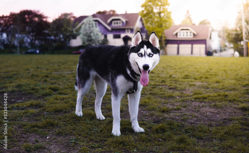 cute husky standing at a park on a bright sunny day