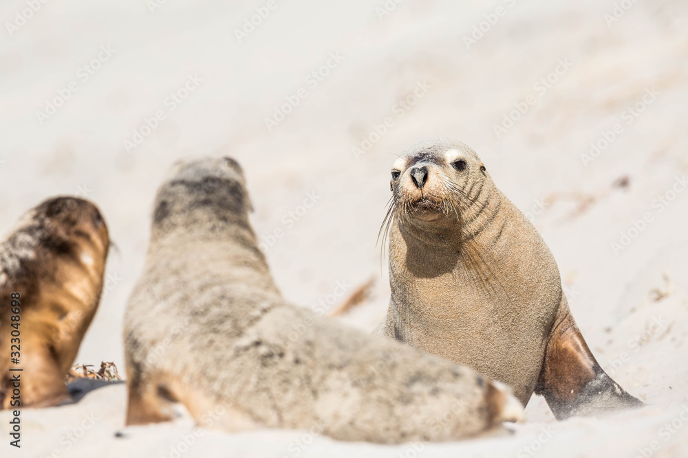 Fototapeta premium Seelöwen auf Kangaroo Island, Sealbay, Australien