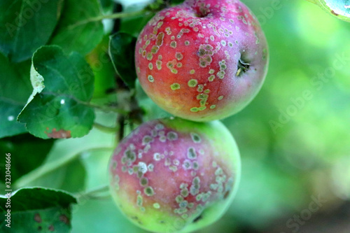 Bild auf Leinwand Apple scab , sooty blotch Venturia inaequalis