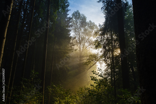 Sun beams in morning fog in the forest
