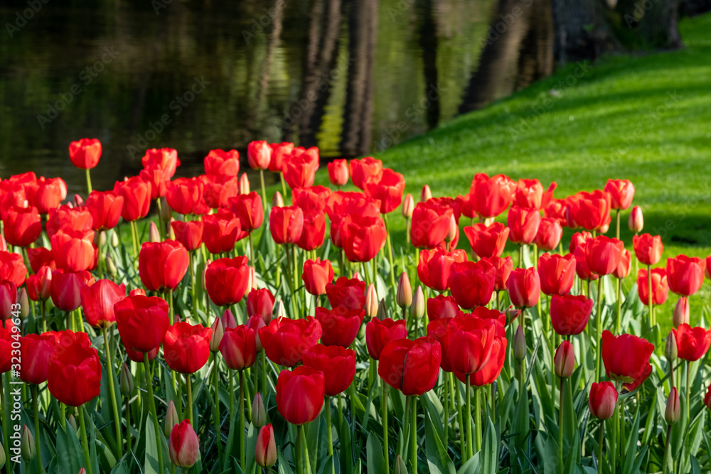 Fototapeta premium Keukenhof, Netherlands. April 2019. Tulips in vivid red colour on display at Keukenhof Gardens, Lisse, South Holland.