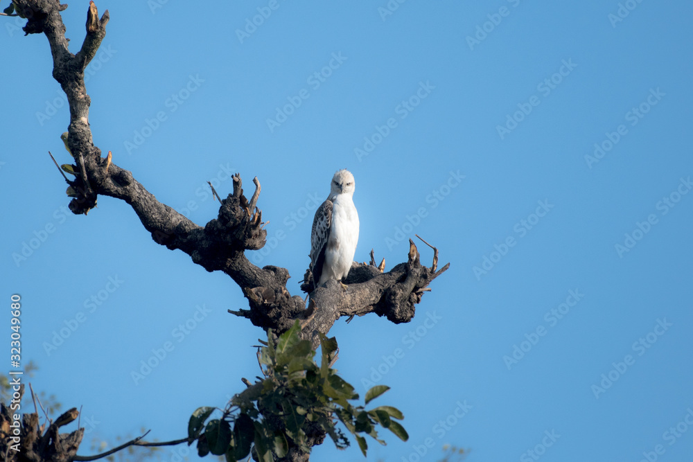 Changeable hawk-eagle or crested hawk-eagle is a large bird of prey species of the family Accipitridae. More informal or antiquated English common names include the marsh hawk-eagle or Indian crested Changeable hawk-eagle or crested hawk-eagle is a large bird of prey species of the family Accipitridae. More informal or antiquated English common names include the marsh hawk-eagle or Indian crested
