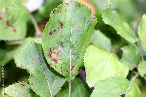 Apple scab , sooty blotch Venturia inaequalis . Apple diseases . Brown spots on apple leaves