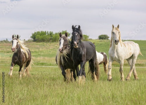 Herd of Gypsy Cob horses running toward in open hilly green pasture