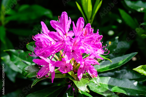 Close up of large and delicate vivid pink magenta flowers of azalea or Rhododendron plant in a sunny spring Japanese garden, beautiful outdoor floral background photographed with soft focus