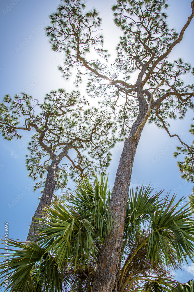 Fototapeta premium Pine trees against blue sky, Big Bend wildlife management area, Florida