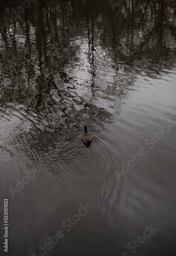 Pato nadando en lago  © christian