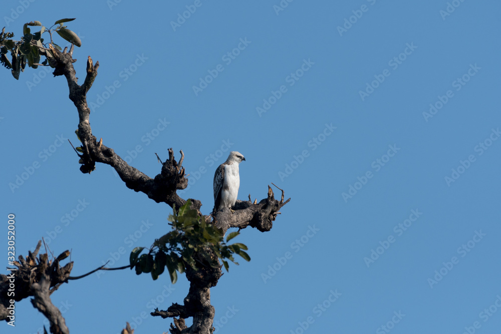 Changeable hawk-eagle or crested hawk-eagle is a large bird of prey species of the family Accipitridae. More informal or antiquated English common names include the marsh hawk-eagle or Indian crested Changeable hawk-eagle or crested hawk-eagle is a large bird of prey species of the family Accipitridae. More informal or antiquated English common names include the marsh hawk-eagle or Indian crested