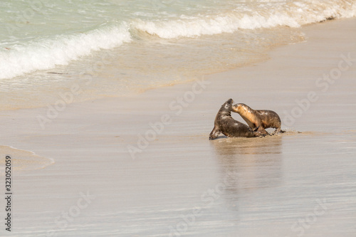 Seelöwenbabys spielen, Australien